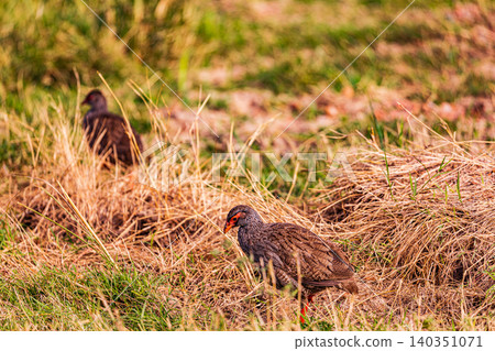 Kenya Photographers By Antony Trivet Photography Kenya Photographers By Antony Trivet Photography 140351071