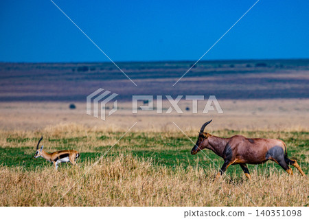 Kenya Photographers By Antony Trivet Photography Kenya Photographers By Antony Trivet Photography 140351098