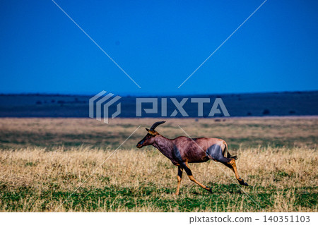 Kenya Photographers By Antony Trivet Photography Kenya Photographers By Antony Trivet Photography 140351103