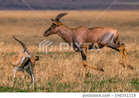 Kenya Photographers By Antony Trivet Photography Kenya Photographers By Antony Trivet Photography 140351119