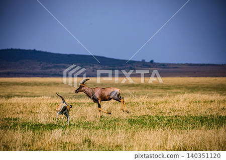 Kenya Photographers By Antony Trivet Photography Kenya Photographers By Antony Trivet Photography 140351120