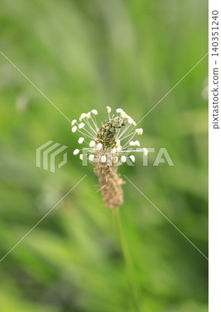 Plantago major (Plantago lanceolata) in bloom. Plantago major (Plantago lanceolata) in bloom. 140351240