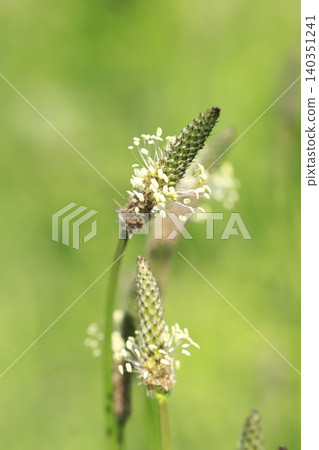 車前子 (Plantago lanceolata) 盛開。 車前子 (Plantago lanceolata) 盛開。 140351241