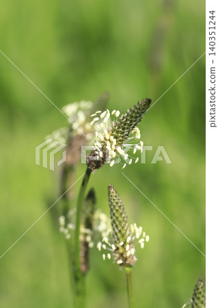 Plantago major (Plantago lanceolata) in bloom. Plantago major (Plantago lanceolata) in bloom. 140351244