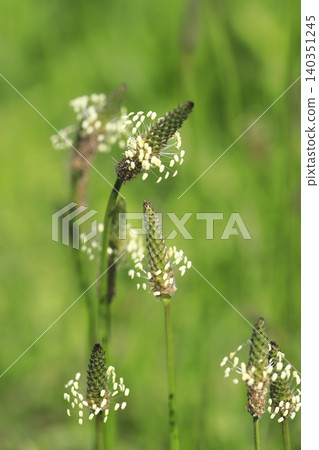車前子 (Plantago lanceolata) 盛開。 車前子 (Plantago lanceolata) 盛開。 140351245
