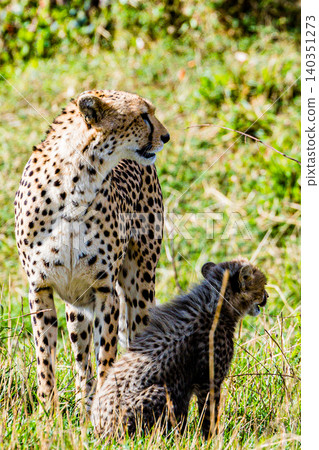 Kenya Photographers By Antony Trivet Photography Kenya Photographers By Antony Trivet Photography 140351273