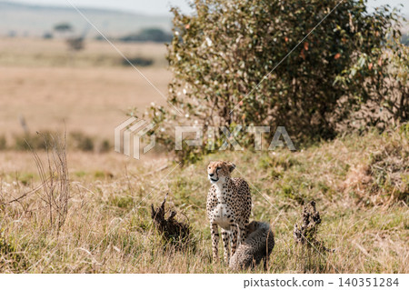 Kenya Photographers By Antony Trivet Photography Kenya Photographers By Antony Trivet Photography 140351284