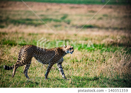 Kenya Photographers By Antony Trivet Photography Kenya Photographers By Antony Trivet Photography 140351359