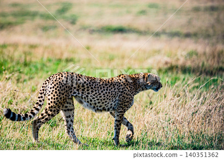 Kenya Photographers By Antony Trivet Photography Kenya Photographers By Antony Trivet Photography 140351362