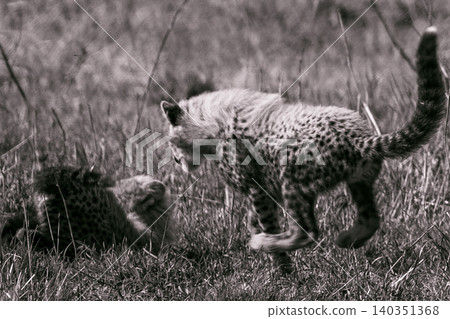 Kenya Photographers By Antony Trivet Photography Kenya Photographers By Antony Trivet Photography 140351368