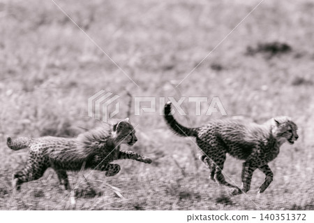 Kenya Photographers By Antony Trivet Photography Kenya Photographers By Antony Trivet Photography 140351372