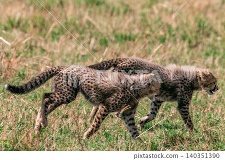 Kenya Photographers By Antony Trivet Photography Kenya Photographers By Antony Trivet Photography 140351390