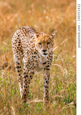Kenya Photographers By Antony Trivet Photography Kenya Photographers By Antony Trivet Photography 140351412