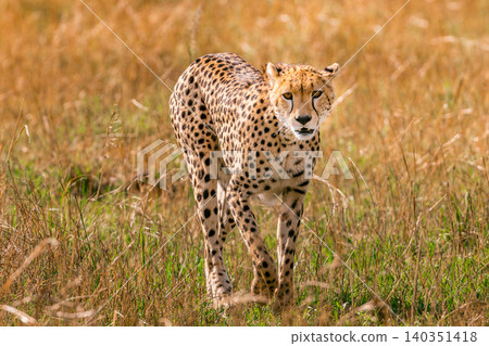 Kenya Photographers By Antony Trivet Photography Kenya Photographers By Antony Trivet Photography 140351418