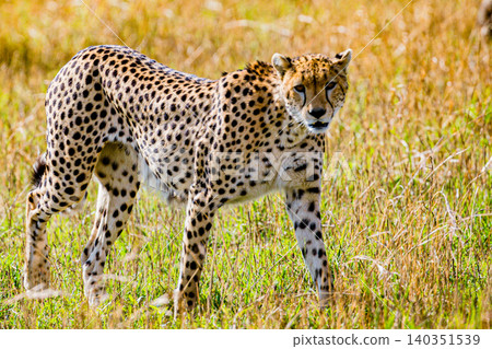 Kenya Photographers By Antony Trivet Photography Kenya Photographers By Antony Trivet Photography 140351539