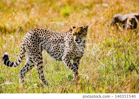 Kenya Photographers By Antony Trivet Photography Kenya Photographers By Antony Trivet Photography 140351540