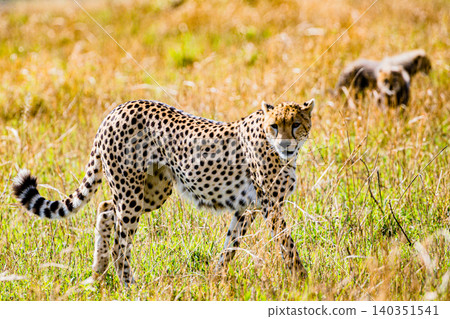 Kenya Photographers By Antony Trivet Photography Kenya Photographers By Antony Trivet Photography 140351541