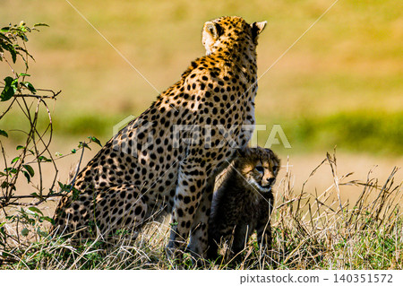 Kenya Photographers By Antony Trivet Photography Kenya Photographers By Antony Trivet Photography 140351572