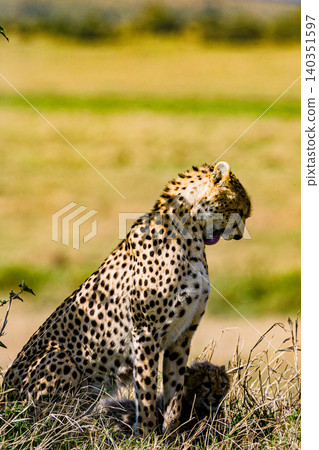Kenya Photographers By Antony Trivet Photography Kenya Photographers By Antony Trivet Photography 140351597