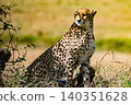 Kenya Photographers By Antony Trivet Photography 140351628