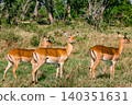 Kenya Photographers By Antony Trivet Photography 140351631
