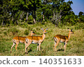 Kenya Photographers By Antony Trivet Photography 140351633