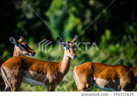 Kenya Photographers By Antony Trivet Photography 140351634