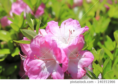 可愛的小月,粉紅色包邊 可愛的小月,粉紅色包邊 140351966