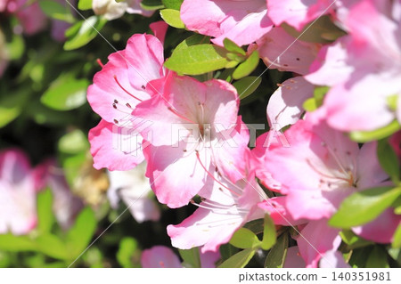 Adorable Satsuki with pink edging Adorable Satsuki with pink edging 140351981