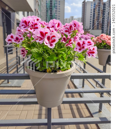 Vibrant Pink and Crimson Geranium Flowers Blooming in a Flowerpot on a Balcony in the City Vibrant Pink and Crimson Geranium Flowers Blooming in a Flowerpot on a Balcony in the City 140352021