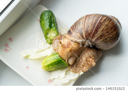 Big snail achatina pet. Animal at home. Eating cucumber veggies food 140352022