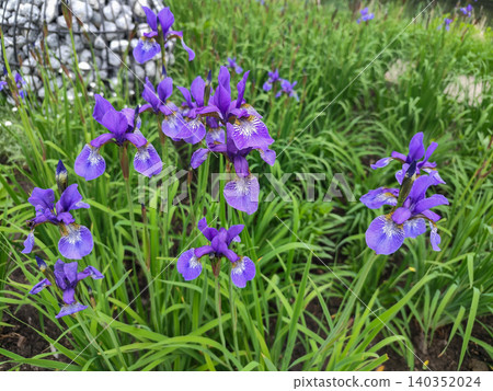 Blooming Purple Iris Flowers In A Green Summer Garden Blooming Purple Iris Flowers In A Green Summer Garden 140352024