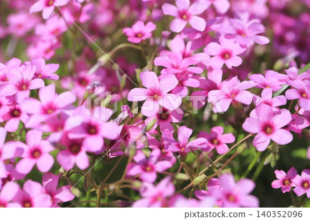 盛開的粉紅色酢漿草花 盛開的粉紅色酢漿草花 140352096