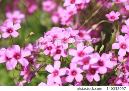 盛開的粉紅色酢漿草花 盛開的粉紅色酢漿草花 140352097