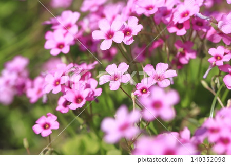 Pink-sorrel flower in full bloom Pink-sorrel flower in full bloom 140352098