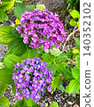 The interesting shape of the Hydrangea macrophylla 140352102