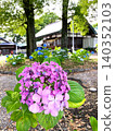 A partially reverted hydrangea overlooking the main shrine 140352103