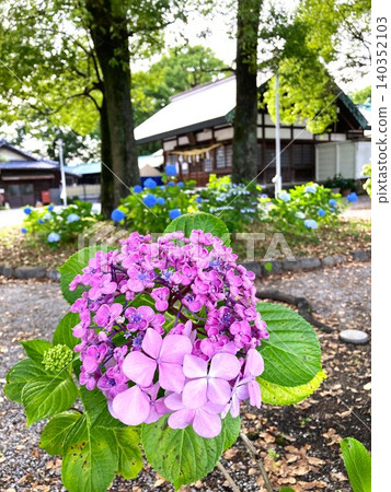 A partially reverted hydrangea overlooking the main shrine A partially reverted hydrangea overlooking the main shrine 140352103