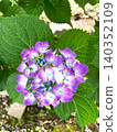 Hydrangeas with very lovely colors 140352109