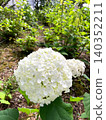 Annabelle hydrangeas, with their striking white color and spherical shape. 140352211