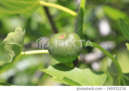 unripe fig fruit unripe fig fruit 140352216