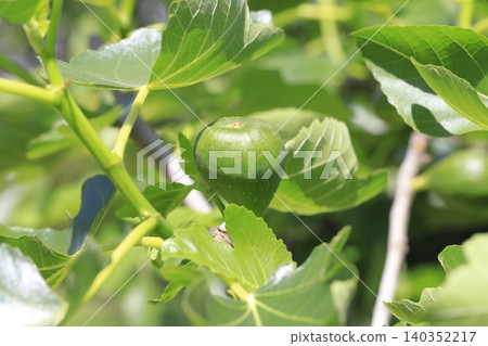 unripe fig fruit unripe fig fruit 140352217