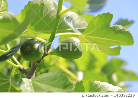未成熟的無花果 未成熟的無花果 140352229