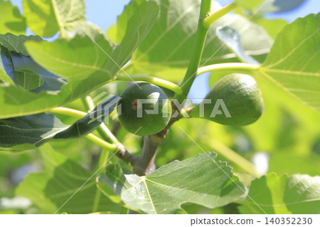 unripe fig fruit unripe fig fruit 140352230