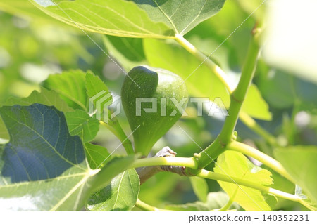 unripe fig fruit unripe fig fruit 140352231