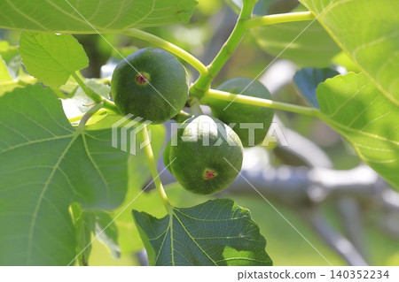 unripe fig fruit unripe fig fruit 140352234