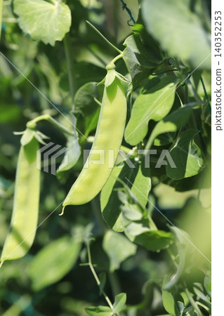 Peas fruit Peas fruit 140352253