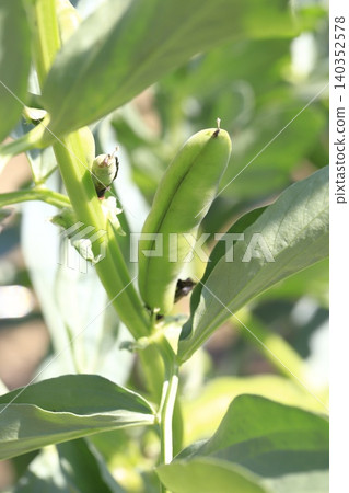 大型蠶豆果實 大型蠶豆果實 140352578