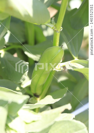 大型蠶豆果實 140352581