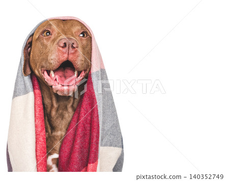 Brown dog wrapped in a cozy checkered wool blanket Brown dog wrapped in a cozy checkered wool blanket 140352749